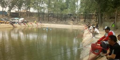  【轻信】不要轻信“偷驴”就需要小味型的饵料，详解“偷驴”味型应用方法