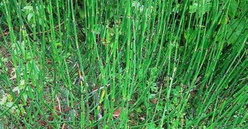  漂亮■一种小野草，长得太“独特”，花店老板稍加“修饰”，一盆100元