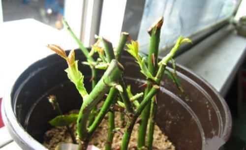  扦插■这2种花现在扦插，当年就能开花，可别错过好机会！