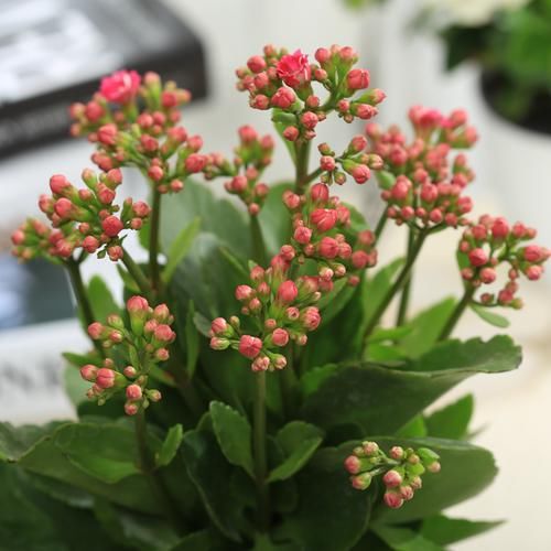  『满天星种子』号称“天然香水”的8种植物，摆放在客厅，整屋飘香，心情也不错
