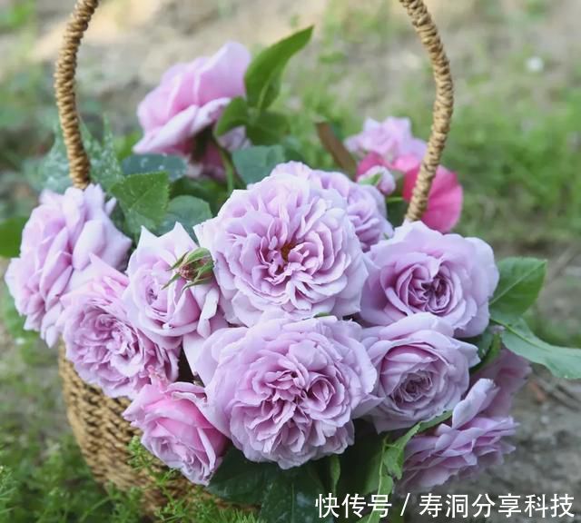 「品种」梦幻悠长,无法抗拒,月季的那抹蓝紫色美得清凉又高级!