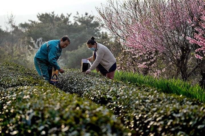  『日照』日照岚山：清明时节好春光，家家户户采茶忙