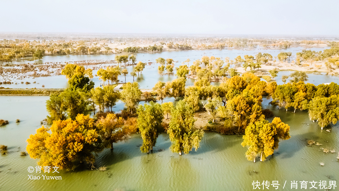 新疆胡杨最美的季节即将到来，坐上景区的小火车，仿佛穿越了时空