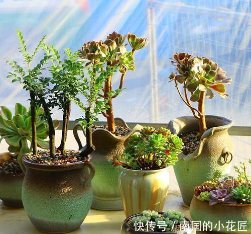  养护■多肉一个样，3个“长时间”在搞鬼，赶紧换个方法养，才能变胖