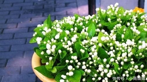 『堪称』在家养这几种植物,堪称迷你小药箱,让身体越来越健康!