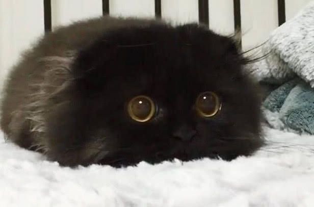 关于猫咪的谣言，你听过多少？我看简直就是胡说八道！