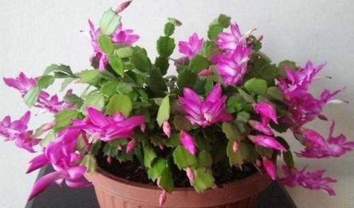  「接一波」做好4点，蟹爪兰一波接一波的开花，照样迎来繁花似锦的'春天'