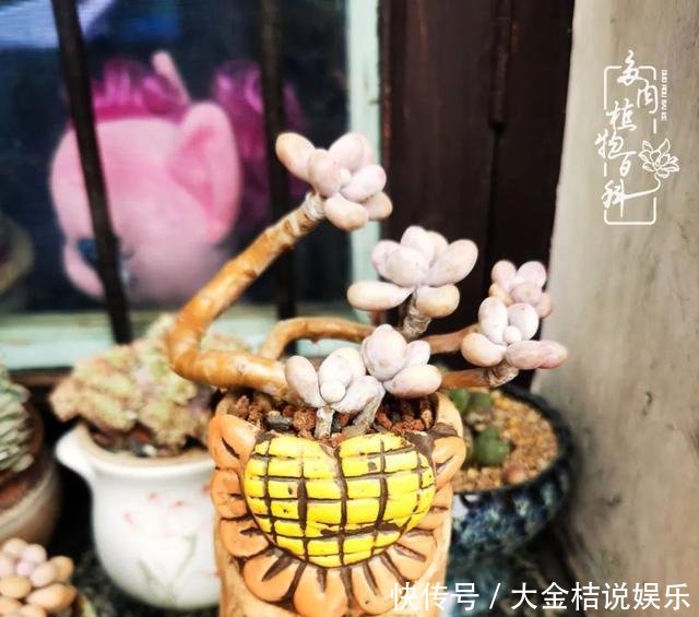  [黄皮乌木]养肉养花要用心，用心呵护，还你精彩每一天！