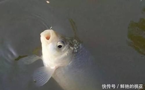 『味道』掌握饵料的4个大方向,配啥饵总有钓不完的感觉!