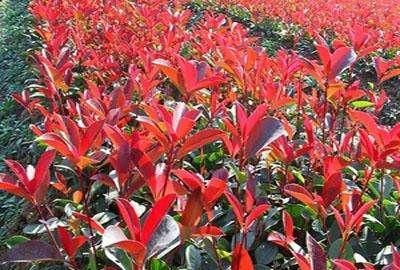  『枝条』红叶石楠扦插技术