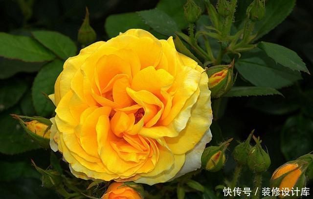 『很快』最适合夏天养的3种花,现在养一盆,很快开花爆盆,美翻整个阳台