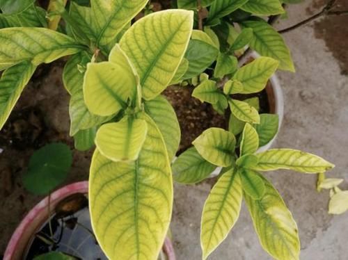  [栀子花]家里养的栀子花，开始枯萎、掉花苞，离不开“4个问题”，别忽视