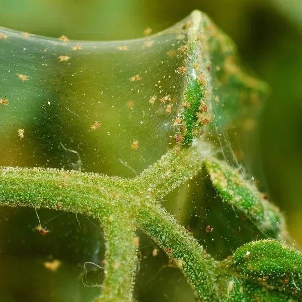  植物的叶片■两三周给室内植物清洁一次，远离病虫害，让叶子更油亮