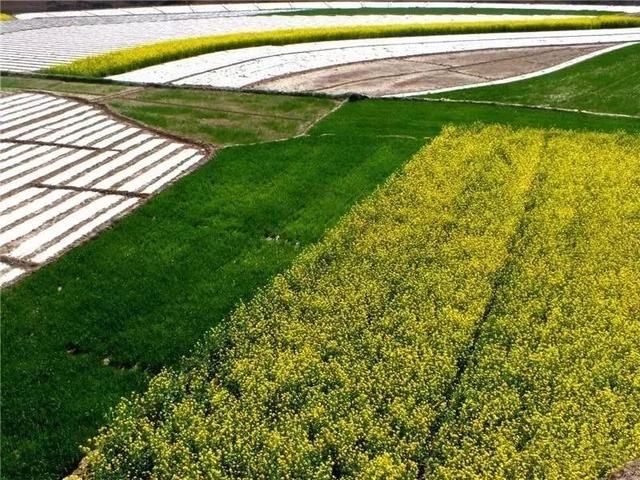 『雨生』雨生百谷,花开百福,陇西的油菜花开了……