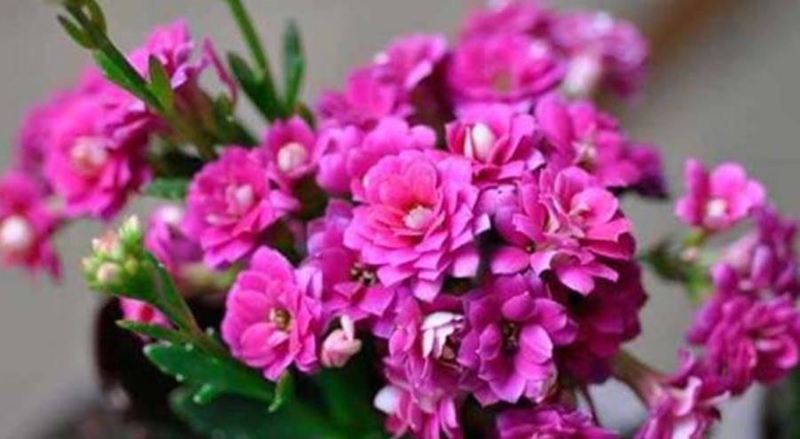  「扦插」4种花赶快养起来，沾土就活，7天生根，秋季就开花，开满阳台！