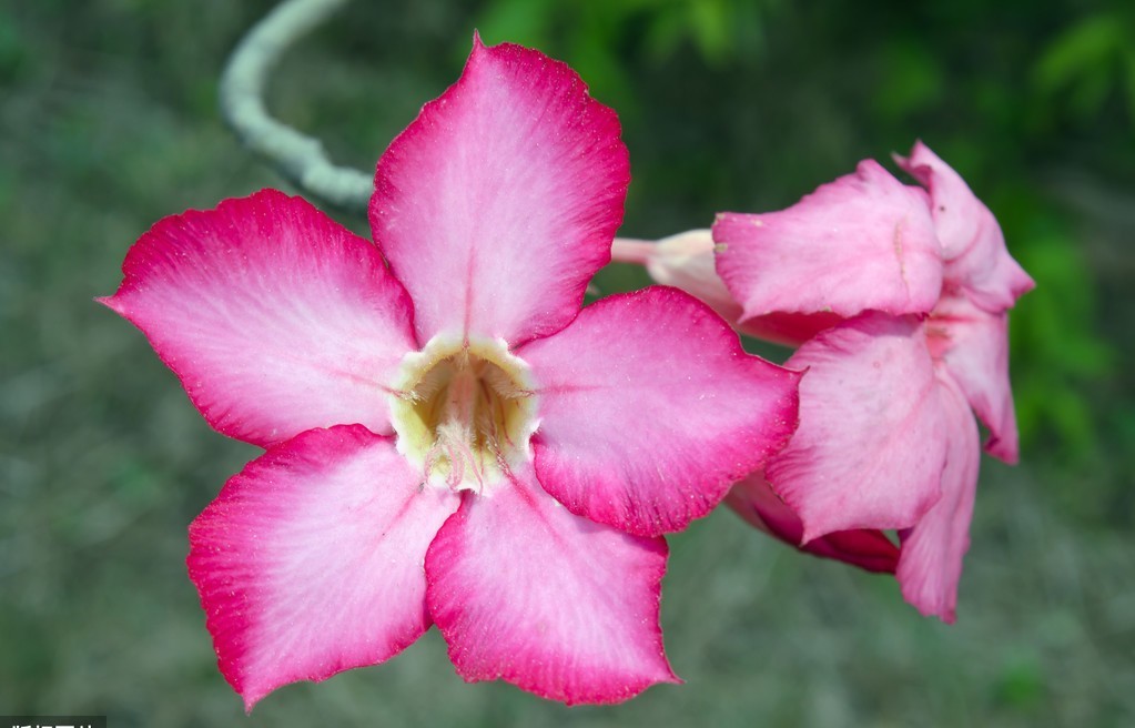  越养越：养花就养此3种，高贵大气上档次，颜色丰富开花爆盆，越养越喜欢