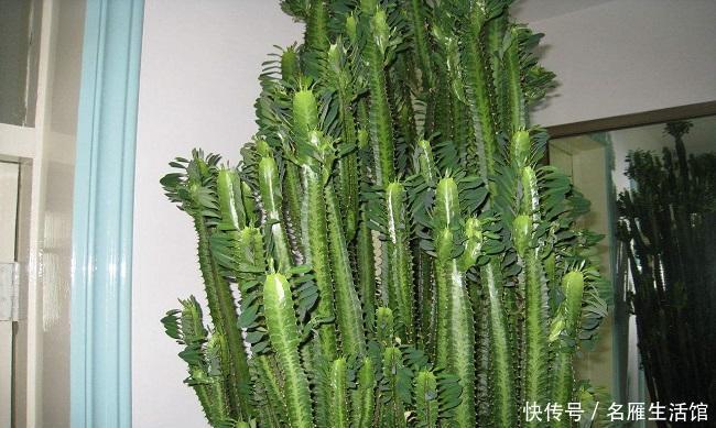 绕道:这几种“有毒”花,千万不要养,看见绕道走,别被外表所迷惑