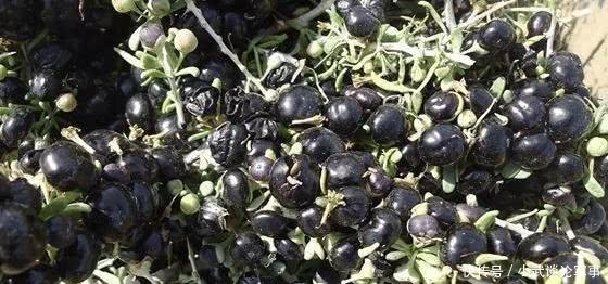  「神话」“黑金”神话破灭曾千元一斤不愁销路，如今卖20元很费