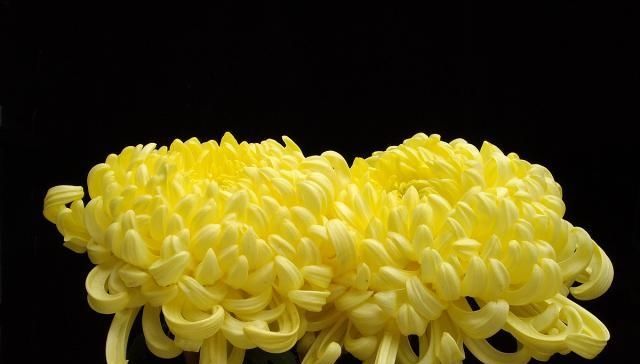  『栽培方式』菊花的4种分类，你知道吗