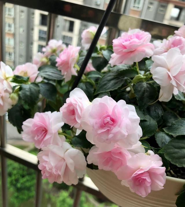  『栽培』美丽不输玫瑰，周年花开不停，这种阳台盆栽花，很值得栽培