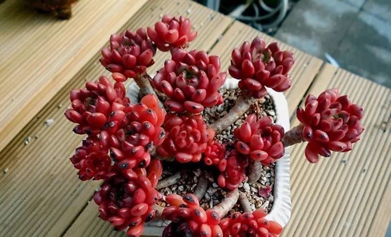  #就像#老贵老贵的多肉老桩,费钱也要养几盆!