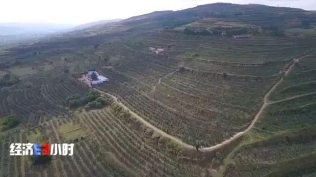  「过山车」这个主产地苹果3毛钱1斤！价格过山车究竟怎么了？