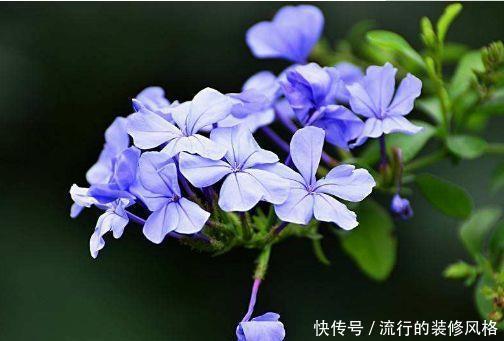 『能爆盆』四月养花就养此5种,好养易活又漂亮,枝繁叶茂能爆盆,美极了