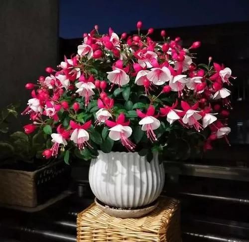  漂亮@3种花一开花就停不下来，漂亮好养，新手也能养出满盆花朵！