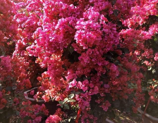 三角梅■三角梅开花期间能施肥吗?