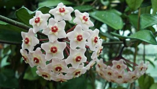  「小花」这4款小花，“吊”在阳台上养，不占地方，全年循环开花，灵动美