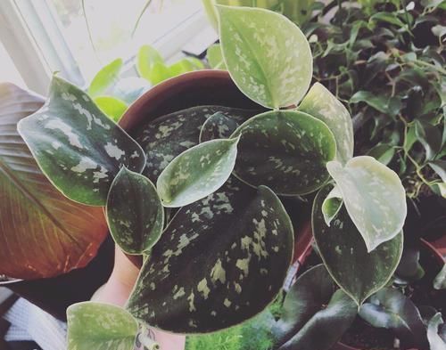  「要注意保持」10种形态各异的观叶植物，适合摆桌上养，四季都能生长