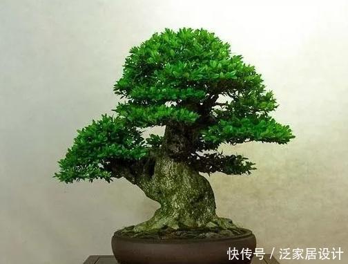  [修剪]盆景黄杨养殖方法