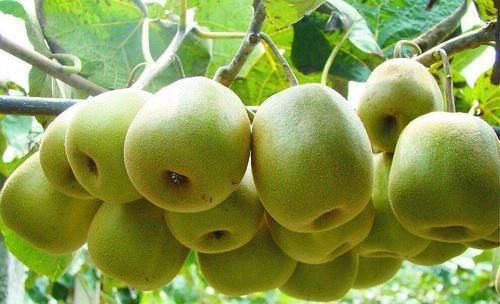  症状@防治猕猴桃根腐病，除用药救治外，加强管理护根是根治的关键