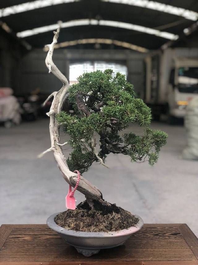  『来看第』农村老伯分享的几盆真柏树盆景，盆盆都是精品，不同角度不同的美