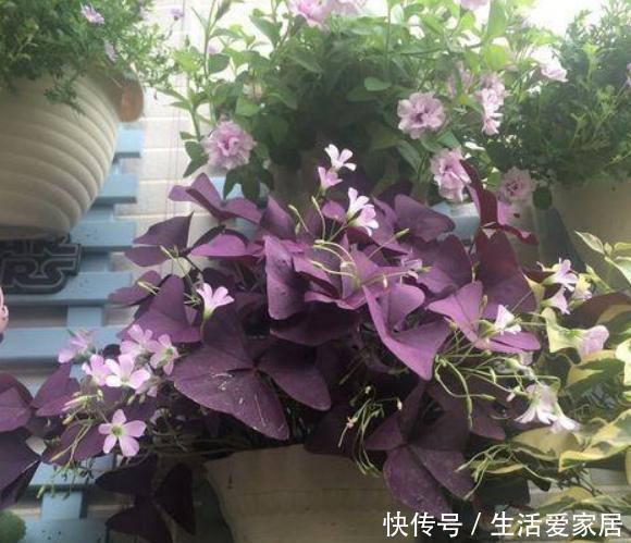 「根部」养花浇水难、摸不清量,就划分为6点,让根部不再受水患影响