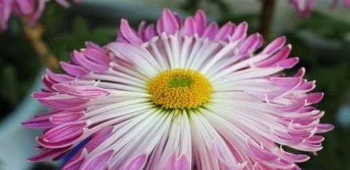 【珍珠】如果你喜欢牡丹,最好养一盆《菊中精品》,像千层花海一样吐出珍珠,充满魅力!