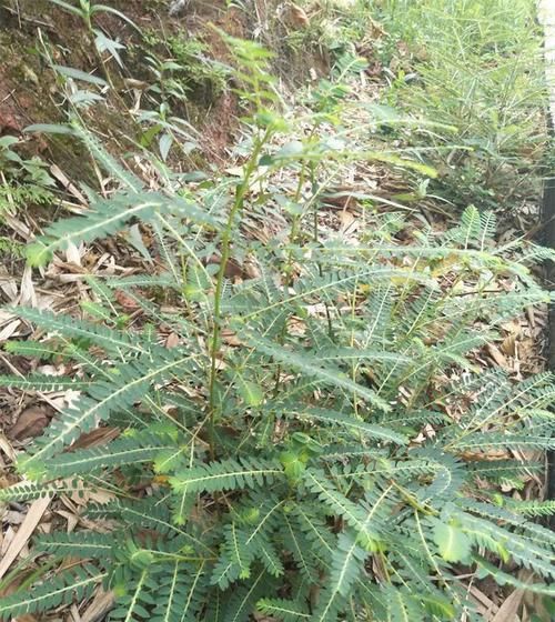  「植物」农村的这种野草,长满小珍珠价值很珍贵!你见过它吗?