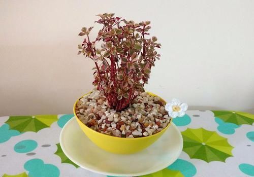  『盆栽植物』我用这方法扦插繁殖了几十盆的植物，薄荷、吊兰轻松培育