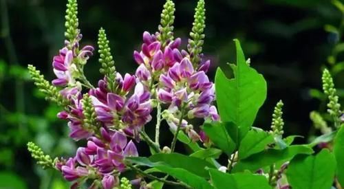  「花朵」阳台种这8种植物，不仅漂亮，年年夏天都不热了
