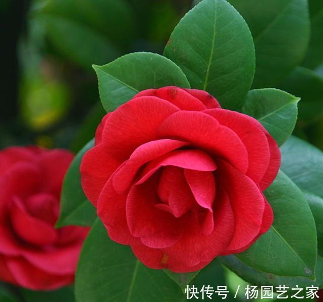  #新芽#“山茶花”嫁接，注重几个技巧和方法，成活高生长快新芽蹭蹭长