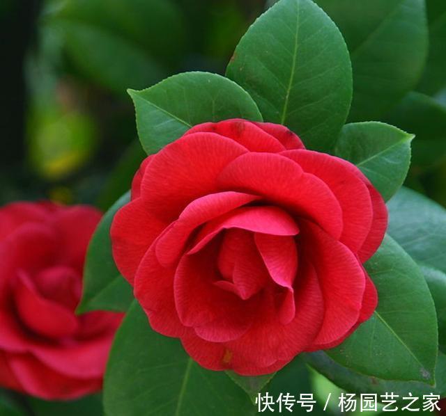 #新芽#“山茶花”嫁接,注重几个技巧和方法,成活高生长快新芽蹭蹭长