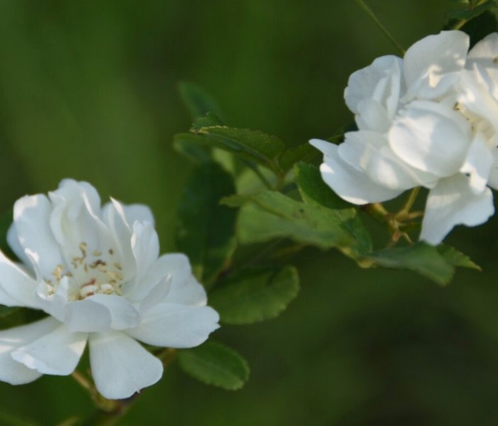  [栽种]有院子的人，都养4种花，春天栽种，一年四季都是“花海”