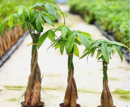 #种植#'人怕伤心，树怕伤根'，种植发财树有讲究，这样操作健壮发芽多