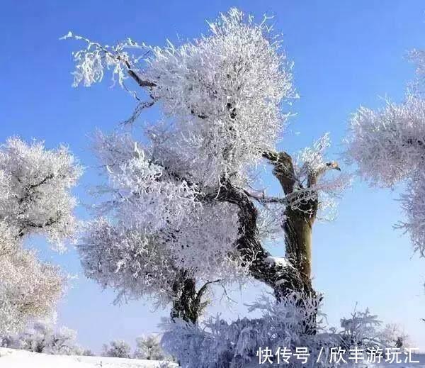 额济纳旗下雪了！雪后的白色胡杨林，惊艳了所有人！
