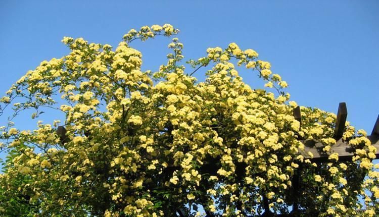  「便宜」这种花比绿萝长得还快，却比牡丹还要高贵，价格却比吊兰还便宜