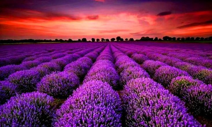 不用再去国外，去了新疆就等于去了全世界，不信你看！