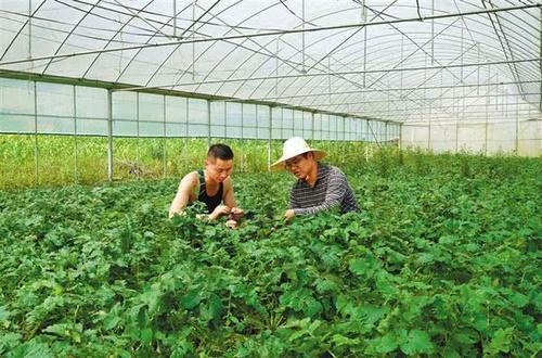  「新兴行业」农村有3个新兴行业，未来或将成为香饽饽，有想法的