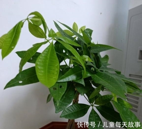  【黄叶】发财树就是这么好养，只需4步，枝叶繁茂，再也不黄叶烂根