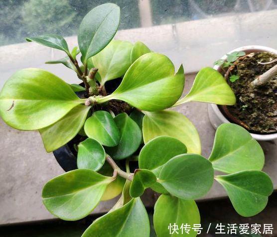  老奶奶■老奶奶不花钱买3种花，全靠叶片扦插繁殖，叶子多少苗多少