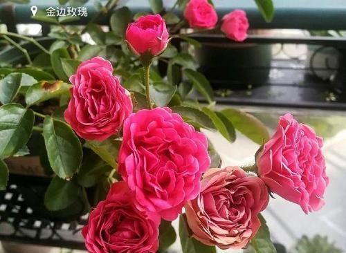  『食用玫瑰花』这些玫瑰养一盆，好看还能泡水喝，比茶好喝百倍